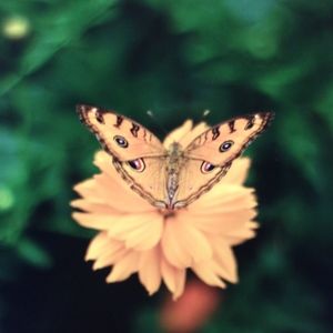 Meet your Posher, Debi